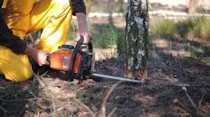 Best Lawn Pest Prevention  in Presque Isle, ME