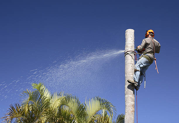 Best Tree Cabling and Bracing  in Presque Isle, ME