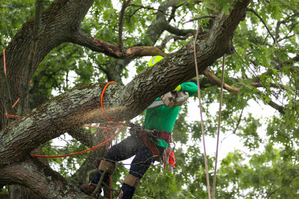 How Our Tree Care Process Works  in  Presque Isle, ME